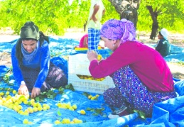Tarımda çalışan kadınların oranı yüzde 48,8’den yüzde 18,3’e geriledi