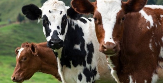 Hayvancılık can çekişiyor, süt üreticileri kalan ineklerini de satmaya hazırlanıyor