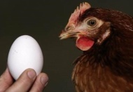 Süt, yumurta ve tavuk eti üretimi arttı
