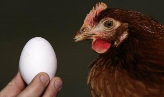 Süt, yumurta ve tavuk eti üretimi arttı