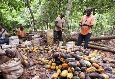 Dünya çapında tüketiciler çikolataya daha fazla para ödeyecek