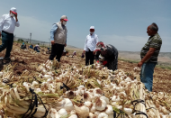 Baklavadan sonra sarımsak da tescillendi