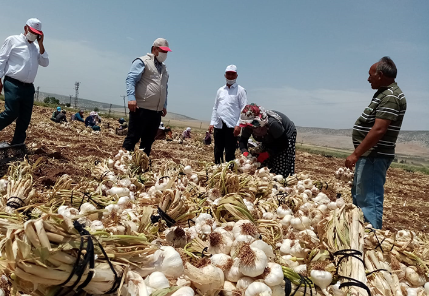 Baklavadan sonra sarımsak da tescillendi