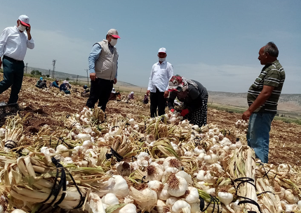 Baklavadan sonra sarımsak da tescillendi