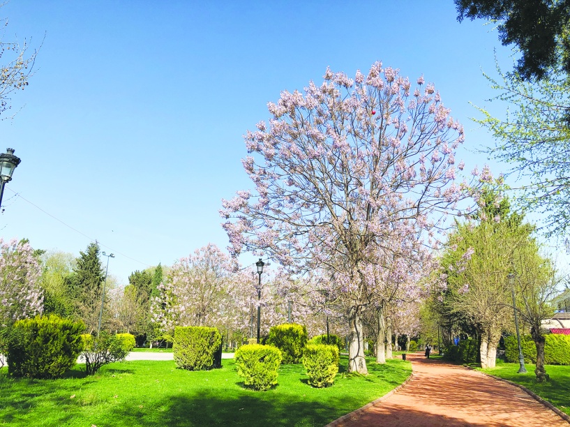 Erken baharın ilk çiçekleri Pavlonya ağaçlarından