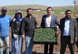 Kilis’te dekarda 15 ton domates üretimi bekleniyor