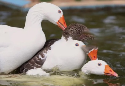 Hayvanat bahçesini tatilinin ilk gününde 2 bin 500 kişi gezdi