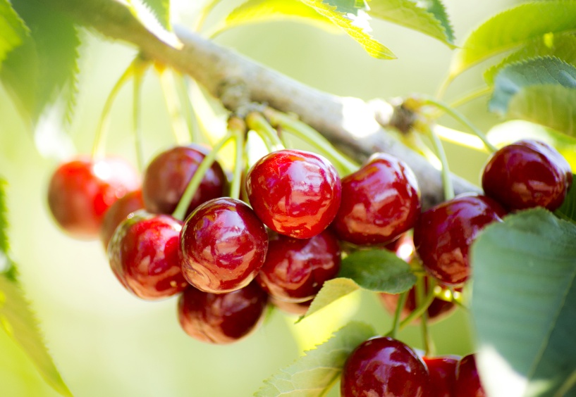 Kiraz ağaçları ihracat rekoru kırmak için sabırsızlanıyor!