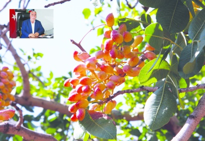 Fıstık yılı olduğu için iyi bir rekolte bekliyoruz