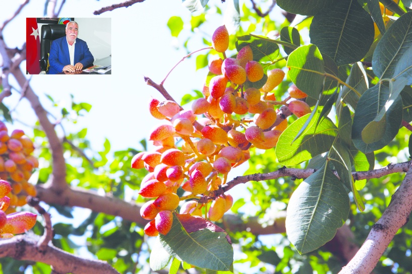 Fıstık yılı olduğu için iyi bir rekolte bekliyoruz