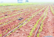 Kilis'te 45 bin dekar alanda biber ekimi yapıldı, 9 ton rekolte bekleniyor