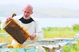Toz taşınımı polen ve nektara ulaşımı zorlaştırdı, arılar strese girdi