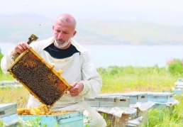 Toz taşınımı polen ve nektara ulaşımı zorlaştırdı, arılar strese girdi