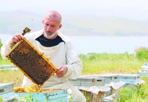 Toz taşınımı polen ve nektara ulaşımı zorlaştırdı, arılar strese girdi