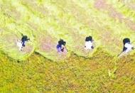 Milli gelir içinde tarımın payı yüzde 5’lere düştü, Türkiye artık üretmiyor