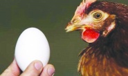Tavuk ve yumurta üretimi yüzde 3,6 arttı