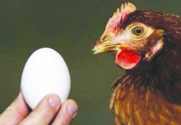 Tavuk ve yumurta üretimi yüzde 3,6 arttı