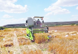 Yeni sezonda buğday arzıyla ilgili sıkıntı beklenmiyor
