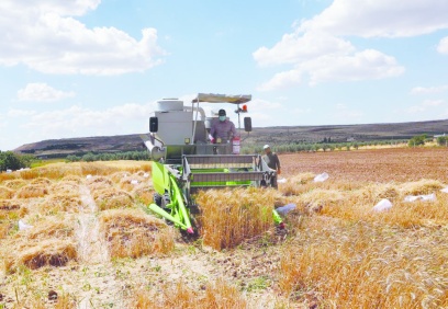 Yeni sezonda buğday arzıyla ilgili sıkıntı beklenmiyor