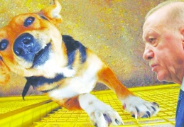 AKP'de 'sokak köpeği' zirvesi: 'Katletme' önerisi de konuşuldu