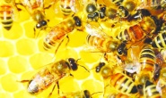 Arı türlerinin yarısında meydana gelecek popülasyon, dünyayı felakete sürükleyebilir