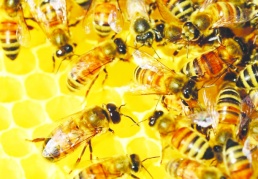 Arı türlerinin yarısında meydana gelecek popülasyon, dünyayı felakete sürükleyebilir