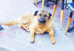 “Sokakta yaşayan köpekler için ‘sokaktayım, yanındayım’ deme zamanı”