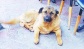 “Sokakta yaşayan köpekler için ‘sokaktayım, yanındayım’ deme zamanı”
