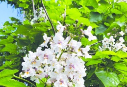 Sıra Katalpalar’da