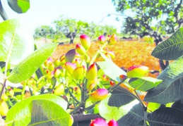 Antep fıstığında yüzde 67,0 oranında üretim artışı olacağı tahmin edildi