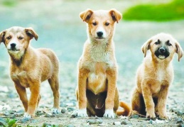 Türk Veteriner Hekimleri Birliği'nden 'sokak hayvanları' kararı: Yasa çıksa da ötenazi yapmayacağız