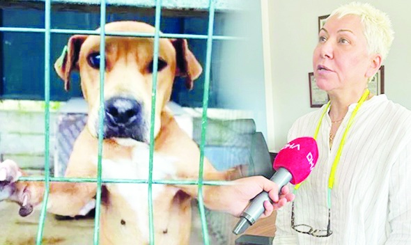İktidarın 'uyutma' teklifine tepki: 'Toplumsal barış ağır yara alır'