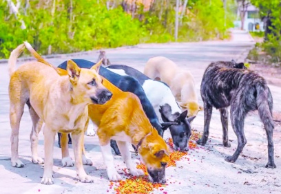 İşte AKP’nin katliam taslağı