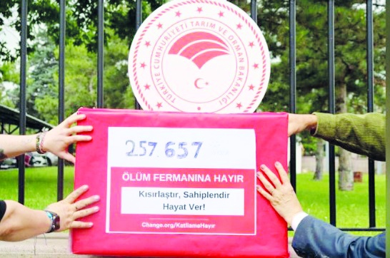 Hayvanseverlerden sokak köpekleri için bakanlığa 257 bin imza