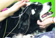 Bir köpeği 'uyutma' adı altında katletmenin maliyeti 4 bin, kısırlaştırılması 500 TL