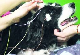 Bir köpeği 'uyutma' adı altında katletmenin maliyeti 4 bin, kısırlaştırılması 500 TL