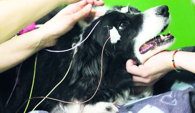 Bir köpeği 'uyutma' adı altında katletmenin maliyeti 4 bin, kısırlaştırılması 500 TL