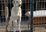 DEM Parti sokak hayvanları için harekete geçiyor: 'Teşhir edeceğiz, barınaklar esaret kampı'