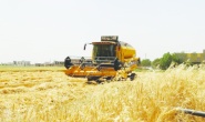 Çiftçi, buğday taban fiyatının açıklanmasını bekliyor