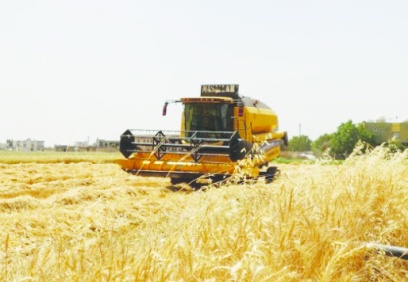 Çiftçi, buğday taban fiyatının açıklanmasını bekliyor