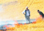Anız yakmak tarımsal verimliliği düşürüyor