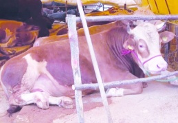 Kurbanlık fiyatları bir yılda dörde katlandı!