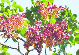 Antep fıstığında rekolte beklentileri karşılayamayabilir