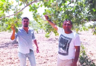 Antep fıstığında rekolte beklentileri karşılayamayabilir