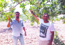 Antep fıstığında rekolte beklentileri karşılayamayabilir