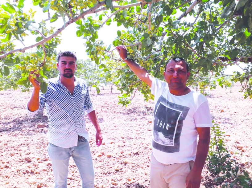 Antep fıstığında rekolte beklentileri karşılayamayabilir