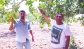 Antep fıstığında rekolte beklentileri karşılayamayabilir