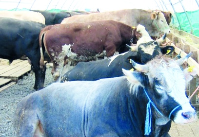 Kurbanlık fiyatları 20 bin TL’den başlıyor, alıcı pazardan eli boş dönüyor