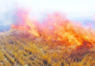 Anız yakmak, canlıları olumsuz etkiler, tarımsal verimi düşürür