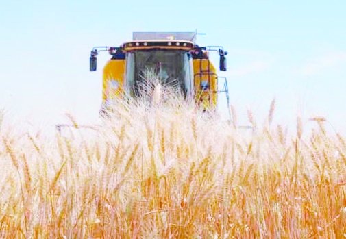 Üreticiler buğday ve arpa için belirlenen taban fiyata tepkili